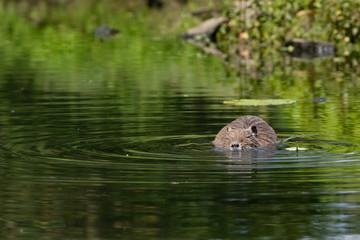 Nutria (Myocastor coypus)