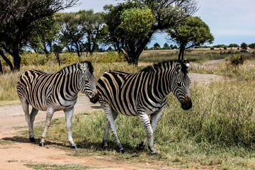Obraz premium zebra in africa