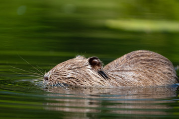 Nutria (Myocastor coypus)