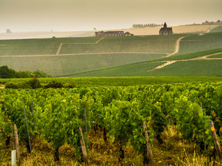 Francia, Borgogna, i vigneti del vino  Chablis.