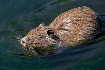 Nutria (Myocastor coypus)