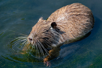 Nutria (Myocastor coypus)