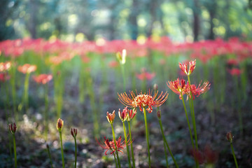 曼珠沙華　村上緑地公園　千葉県八千代市