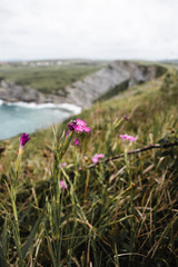flowers on beach