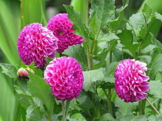 pink flowers in the garden