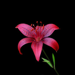 Beautiful red lily flower isolated on a black background