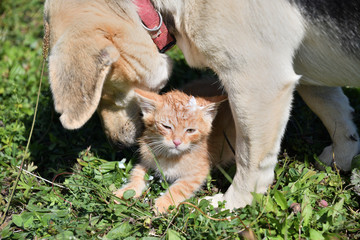 Obraz premium Dog cleans the hair of a small cat like a mother