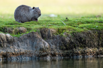 Nutria (Myocastor coypus)