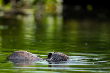 Nutria (Myocastor coypus)