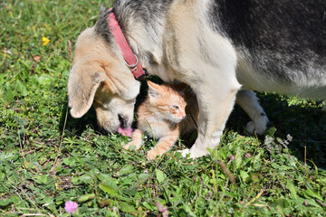 An adult dog has adopted a small orphaned cat