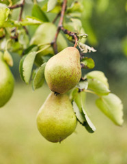 pears on tree