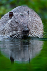 Nutria (Myocastor coypus)