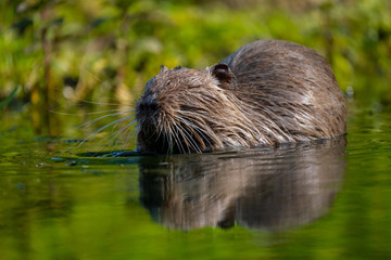 Nutria (Myocastor coypus)