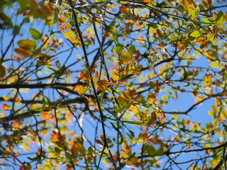 Autumn