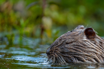 Nutria (Myocastor coypus)