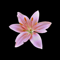 Pink lily isolated on a black background