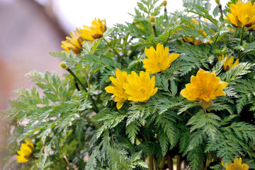 Fat east amur adnonis - Adonis ramosa Franch. It is called “Fukujyusou” in Japan.
