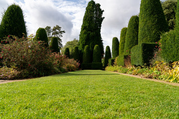 Fototapeta na wymiar Yew tree topiary in old English garden