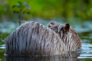 Nutria (Myocastor coypus)