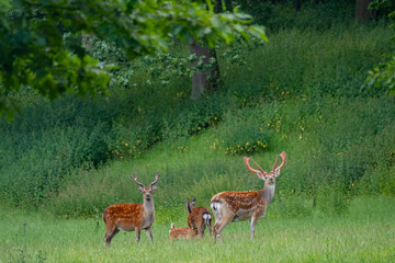 Sikawild (Servus Nippon)