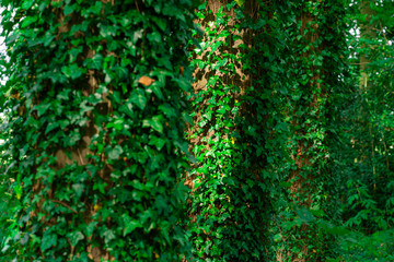 Obraz premium Ivy growing on trees
