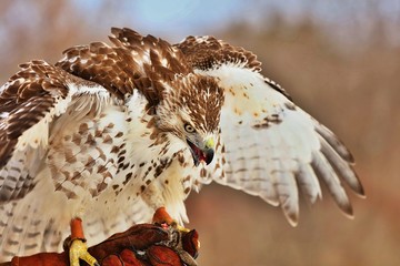 Red-tailed hawk The red-tailed hawk is a bird of prey that breeds throughout most of North America,...