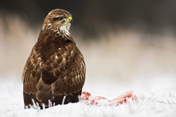Common buzzard, buteo buteo, seated on the ground covered with snow in wintertime looking around. Predator with yellow beak listening attentively on a plain from low perspective with copy space.