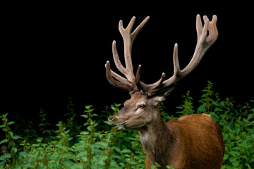 Rothirsch (Servus elaphus)