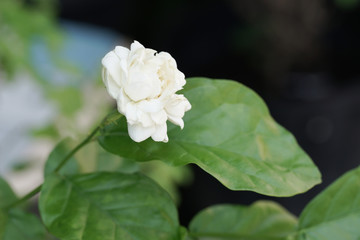Obraz na płótnie Canvas Jasmine white flower isolated on white background.