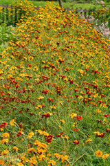 Red and yellow flower beds