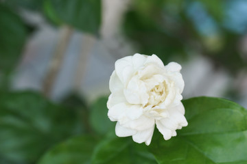 Obraz na płótnie Canvas Jasmine white flower isolated on white background.