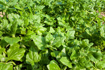 New Zealand spinach in the garden