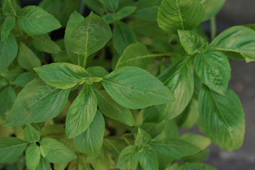 Basil leaf herb of the family native to tropical Asia. 