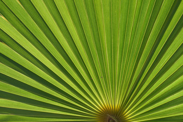 Palm leaf texture and background.  