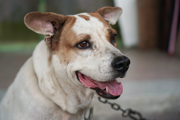 Thai dog be smile with a chain.   