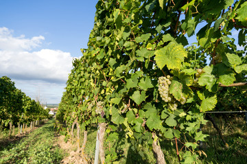 Fototapeta na wymiar ripe wine grapes on a vine in Rheinhessen, Germany