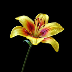 Naklejka premium Beautiful yellow lily isolated on a black background