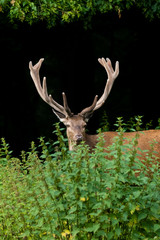 Rothirsch (Servus elaphus)