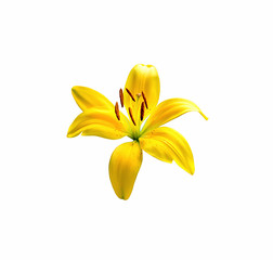 Beautiful yellow lily flower isolated on a white background