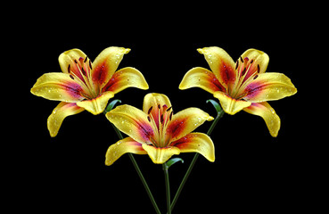 Three yellow lily isolated on a black background