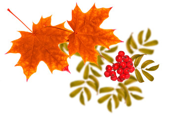 Bright colorful autumn leaves. rowan