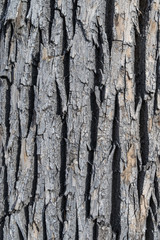 Close up of tree bark. Texture. Tree. Background texture