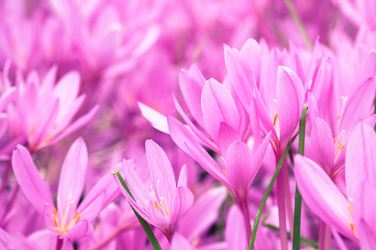 pink natural background, blooming crocuses