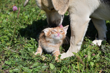 Dog cleans the hair of a small cat like a mother