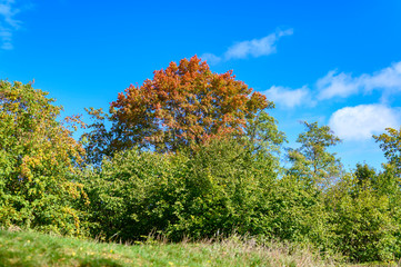 Obraz premium Colorful autumn leaves of trees in sunlight under a blue sky in Berlin, Germany.