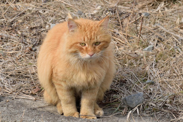 Golden stray cat.