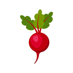 beet isolated on white background. Vector illustration.