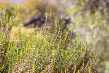 View of rosemary branches in the foliage