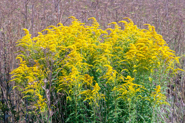 Yellow thickets of Solidago nemoralis on a summer day. Medicinal plants.