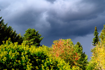 Colorful autumn leaves of trees in sunlight under a dramatic stormy sky in Berlin, Germany.